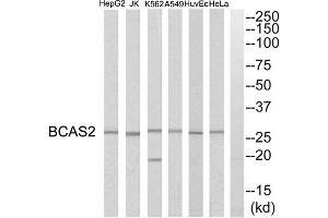 Western blot analysis of extracts from HeLa cells, HepG2 cells, Huvec cells, A549 cells, K562 cells and Jurkat cells, using BCAS2 antibody.