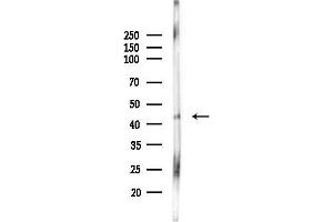 anti-Proteasome (Prosome, Macropain) 26S Subunit, ATPase, 6 (PSMC6) (Internal Region) antibody