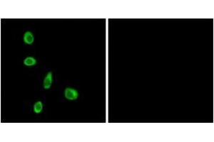 Immunofluorescence (IF) image for anti-Olfactory Receptor, Family 8, Subfamily J, Member 1 (OR8J1) (AA 233-282) antibody (ABIN2891057) (OR8J1 anticorps  (AA 233-282))