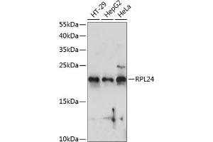 Western blot analysis of extracts of various cell lines, using RPL24 antibody (ABIN7269998) at 1:1000 dilution. (RPL24 anticorps  (AA 38-157))