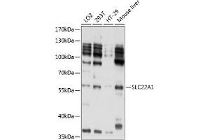 Western blot analysis of extracts of various cell lines, using SLC22 antibody (739) at 1:1000 dilution.