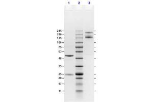 SDS-Page Results of Mouse IgG2a Isotype Control. (Souris IgG2a Isotype Control)