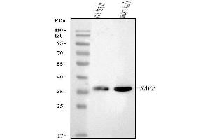 Western blot analysis of NAPB using anti-NAPB antibody (ABIN7603230).