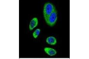 Confocal immunofluorescent analysis of Cyclooxygenase 2 Antibody (Center) Cat.