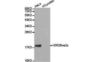 Western blot analysis of extracts of HeLa cell line and H3 protein expressed in E. (Histone 3 anticorps  (H3R26me2s))
