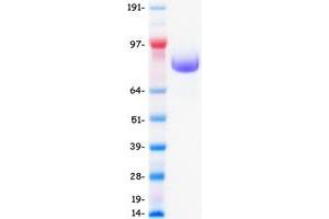 Validation with Western Blot