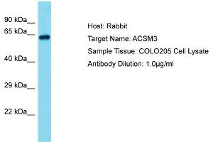Host: Rabbit Target Name: ACSM4 Sample Tissue: Human COLO205 Whole Cell Antibody Dilution: 1ug/ml (ACSM3 anticorps  (Middle Region))