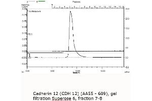 Image no. 3 for Cadherin 12 (AA 55-609) protein (MBP tag) (ABIN3090213)