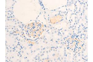 ABIN6267284 at 1/100 staining mouse kidney tissue sections by IHC-P.
