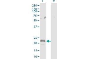 Western Blot analysis of CFC1 expression in transfected 293T cell line by CFC1 MaxPab polyclonal antibody. (CFC1 anticorps  (AA 1-223))
