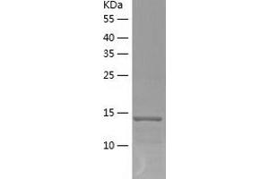 Western Blotting (WB) image for Interleukin 9 (IL9) (AA 19-144) protein (His tag) (ABIN7123625) (IL-9 Protein (AA 19-144) (His tag))