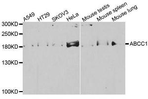 Western blot analysis of extracts of various cell lines, using ABCC1 antibody. (ABCC1 anticorps)