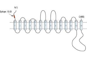 Representative domain view of the target of ABIN7043735.