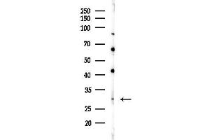 Western blot analysis of lysates from Mouse liver, using OR10J1 Antibody at 1/1000 dilution.