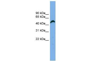 WB Suggested Anti-APBB3 Antibody Titration: 0. (APBB3 anticorps  (N-Term))