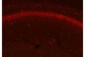 Adult WT and KO mouse hippocampus immunofluorescence with N206A/8 (green) and KC rabbit anti- Kv2. (GFAP anticorps  (AA 411-422))