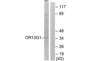 Western Blotting (WB) image for anti-Olfactory Receptor, Family 13, Subfamily G, Member 1 (OR13G1) (C-Term) antibody (ABIN1853190) (OR13G1 anticorps  (C-Term))