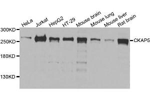 Western blot analysis of extracts of various cell lines, using CKAP5 antibody. (CKAP5 anticorps  (AA 1763-2032))