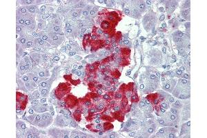 Anti-PDGFB antibody IHC of human pancreas. (PDGF-BB Homodimer (AA 222-233) anticorps)