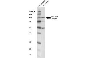 Western blot analysis of Rat brain cell lysates showing detection of ~ 94-100 kDa GRP94 protein using Rabbit Anti-GRP94 Polyclonal Antibody .