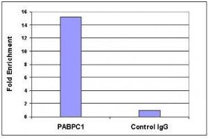 Histone H3 dimethyl Lys4 pAb tested by ChIP.