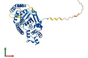 AlphaFold protein structure predicition of Mouse Recombinant Fen1 Protein, UniprotID P39749