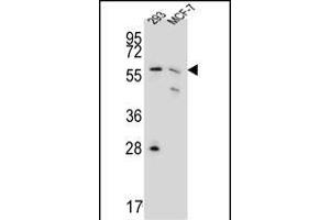 PGD Antibody (Center) (ABIN651639 and ABIN2840342) western blot analysis in 293,MCF-7 cell line lysates (35 μg/lane). (PGD anticorps  (AA 236-265))