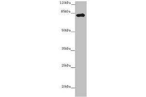 Western blot All lanes: LRCH1 antibody at 15 μg/mL + Hela whole cell lysate Secondary Goat polyclonal to rabbit IgG at 1/10000 dilution Predicted band size: 81, 78, 85 kDa Observed band size: 81 kDa