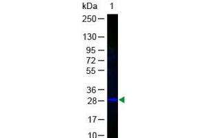 Western Blot of GFP Antibody Fluorescein Conjugated. (GFP anticorps  (AA 246) (FITC))