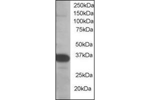 Image no. 2 for anti-Single-Strand-Selective Monofunctional Uracil-DNA Glycosylase 1 (SMUG1) (N-Term) antibody (ABIN372862) (SMUG1 anticorps  (N-Term))