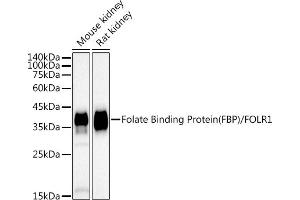 Western blot analysis of extracts of various cell lines, using Folate Binding Protein(FBP) / FOLR1 antibody (ABIN7267223) at 1:1000 dilution. (FOLR1 anticorps)