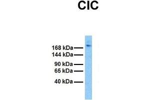 Host:  Rabbit  Target Name:  CIC  Sample Tissue:  Human DLD1  Antibody Dilution:  1.