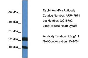 Western Blotting (WB) image for anti-Frataxin (FXN) (Middle Region) antibody (ABIN2783174) (Frataxin anticorps  (Middle Region))