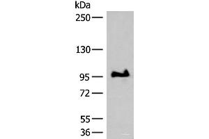 Western blot analysis of TM4 cell lysate using GANC Polyclonal Antibody at dilution of 1:550 (GANC anticorps)