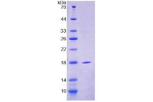 SDS-PAGE analysis of Mouse CLEC4L Protein. (DC-SIGN/CD209 Protéine)
