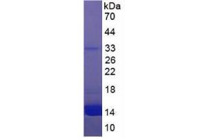 SDS-PAGE (SDS) image for Hemoglobin protein (ABIN1980590) (Hemoglobin Protéine)