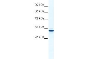 WB Suggested Anti-ANXA5 Antibody Titration:  1. (Annexin V anticorps  (N-Term))
