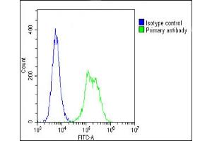 Overlay histogram showing C2C12 cells stained with (ABIN6242660 and ABIN6578661)(green line).