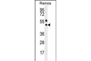 Western blot analysis in Ramos cell line lysates (35ug/lane). (PAX5 anticorps  (AA 178-207))
