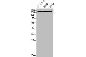 Western blot analysis of SH-SY5Y K562 HELA using RNase III Drosha antibody. (DROSHA anticorps  (Internal Region))