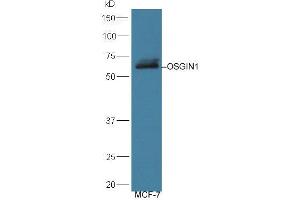Lane 1: MCF-7 lysates probed with Rabbit Anti-OSGIN1 Polyclonal Antibody, Unconjugated (ABIN713786) at 1:300 overnight at 4 °C. (OSGIN1 anticorps  (AA 351-450))