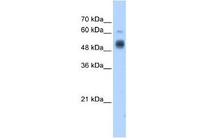 GCNT3 antibody used at 1.