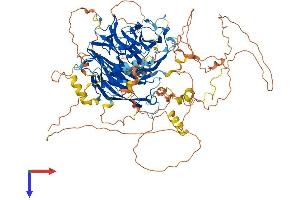 AlphaFold protein structure predicition of Mouse Recombinant Bcas3 Protein, UniprotID Q8CCN5