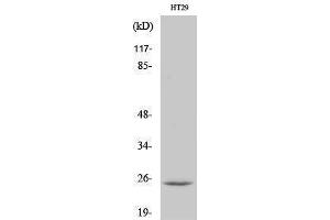 Western Blotting (WB) image for anti-Cell Death-Inducing DFFA-Like Effector B (CIDEB) (Internal Region) antibody (ABIN3174407) (CIDEB anticorps  (Internal Region))