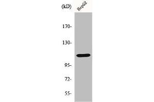 Western Blot analysis of HepG2 cells using Histone deacetylase 9 Polyclonal Antibody