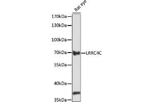 Western blot analysis of extracts of rat eye, using LRRC4C antibody (ABIN7268218) at 1:1000 dilution.