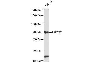 Western blot analysis of extracts of rat eye, using LRRC4C antibody (ABIN7268218) at 1:1000 dilution. (LRRC4C anticorps  (AA 450-520))