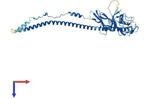 AlphaFold protein structure predicition of Human Recombinant CRLF3 Protein, UniprotID Q8IUI8