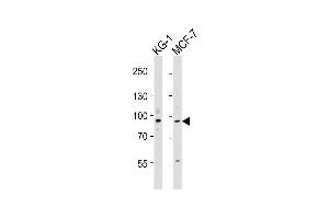 All lanes : Anti-UHRF1 Antibody (N-term) at 1:4000 dilution Lane 1: KG-1 whole cell lysates Lane 2: MCF-7 whole cell lysates Lysates/proteins at 20 μg per lane. (UHRF1 anticorps  (N-Term))