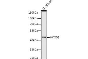 Western blot analysis of extracts of U-251MG cells, using HOXD3 antibody (ABIN7267774) at 1:1000 dilution. (HOXD3 anticorps  (AA 263-432))